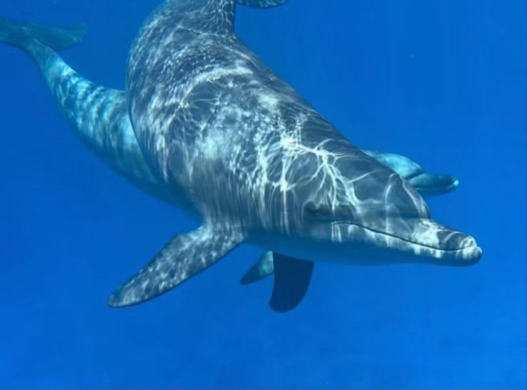 Sataya Dolphin House Trip – Hamata