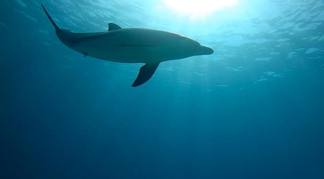 Sataya Dolphin House Trip – Hamata